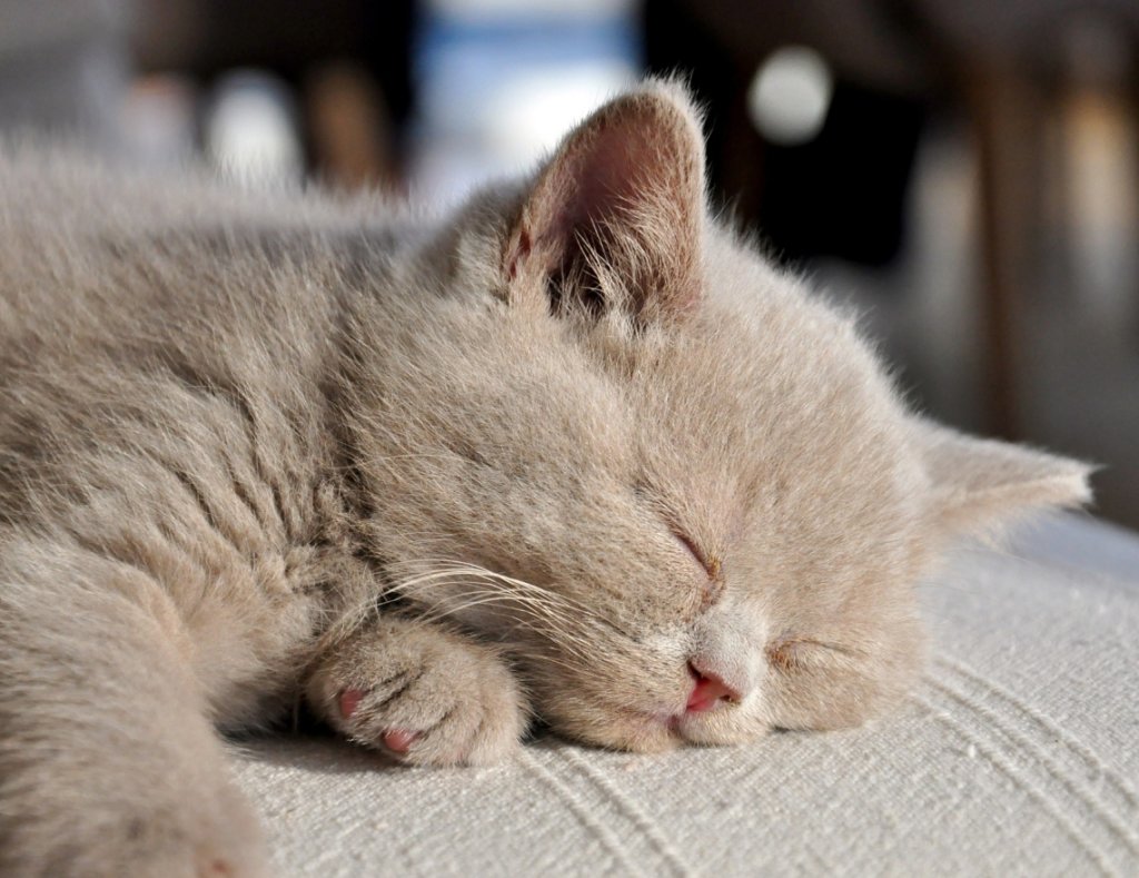 Wie Lange überleben Katzenflöhe Auf Menschen Wie finden Katzen ihren Lieblings-Menschen? - KATZEN.NET