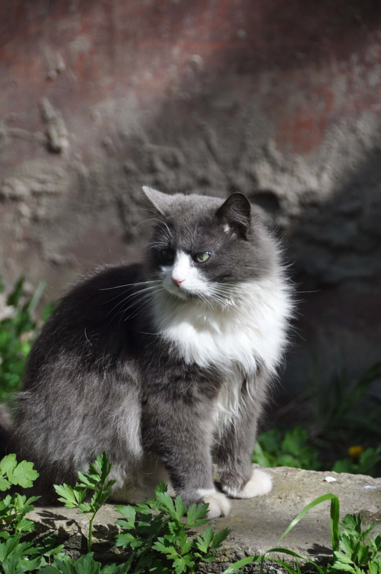 Die faszinierende Evolution und der Stammbaum der Katzen - KATZEN.NET