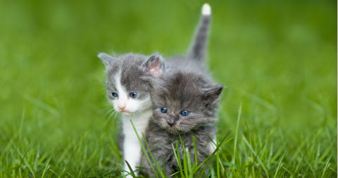 Katzen laufen auf Rasen