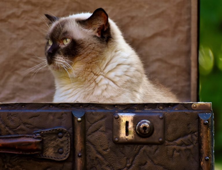 Urlaub mit Katze