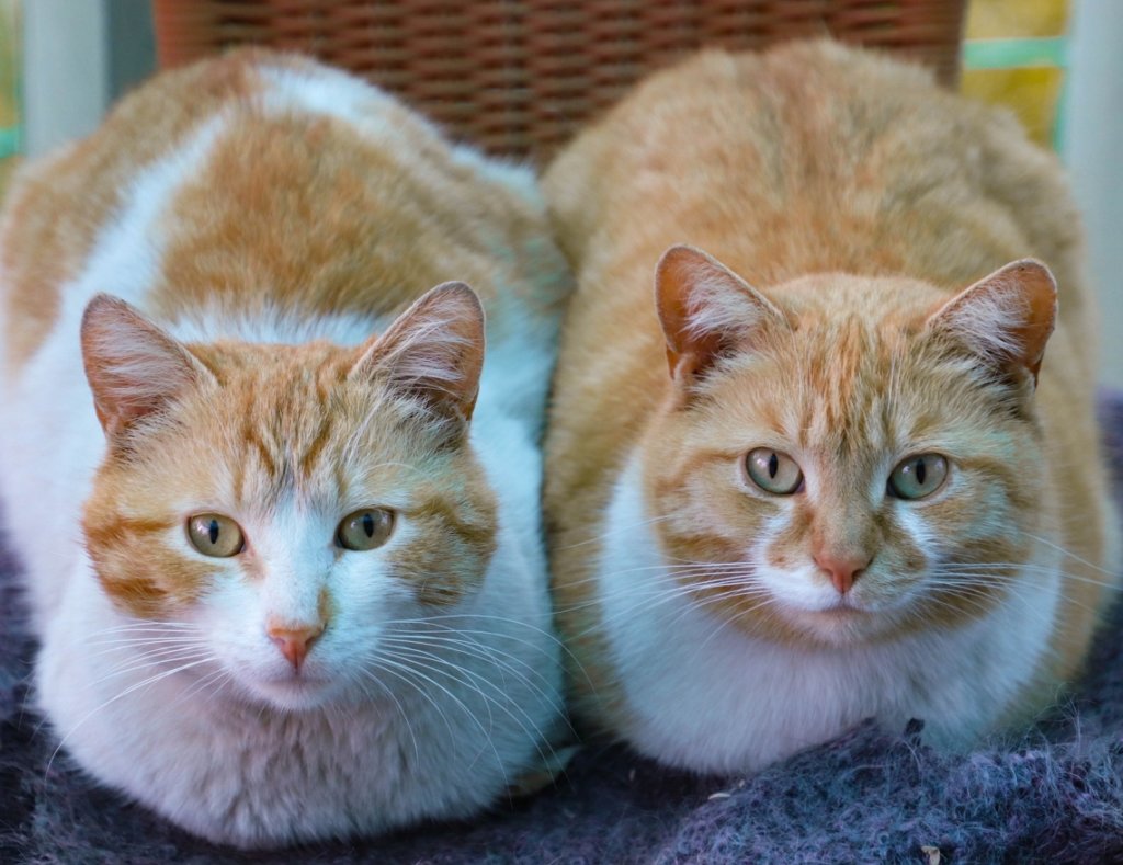 So gelingt die Zusammenführung von Katzen