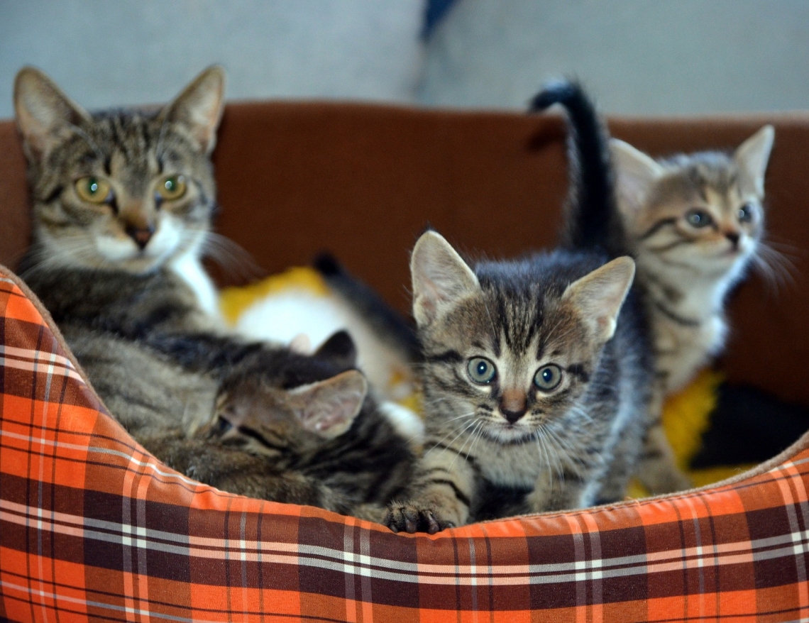 Katzennachwuchs